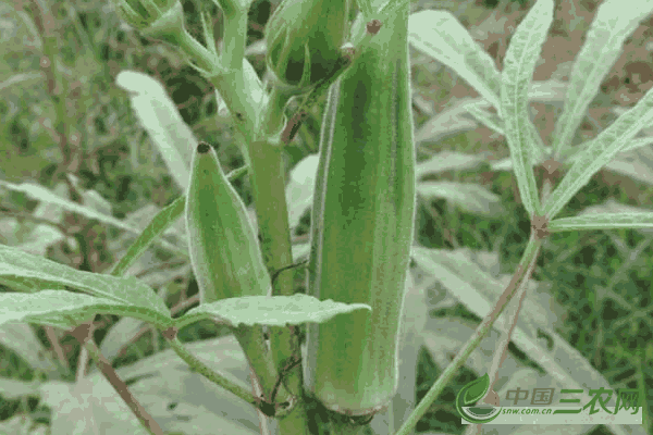 种植秋葵要注意什么?种植秋葵的要点是什么呢(种植秋葵的注意事项)